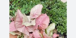 Pink Syngonium Plant