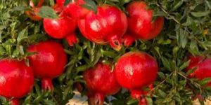 Pomegranate Plant