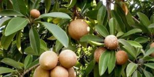 Sapodilla Plant