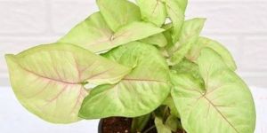 Syngonium Creme Allusion Plant