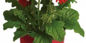 Transvaal Gerbera Daisy Plant