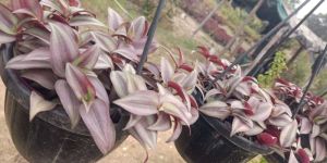 Wandering Jew Plant