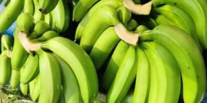 a Grade Green Banana