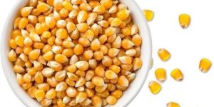 a Grade Maize Seeds