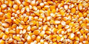 Natural Maize Seeds