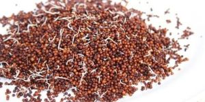 Sprouted Ragi