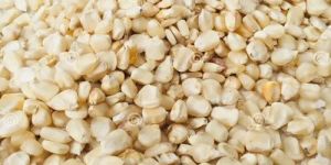 Hybrid White Corn Seeds