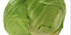 Premium Fresh Cabbage