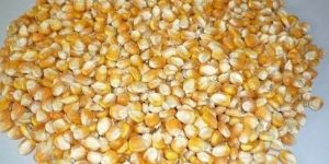 Pure Yellow Corn Seeds