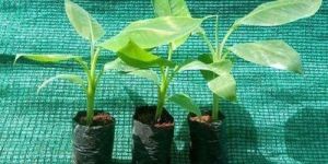G9 Banana Plants Polybag