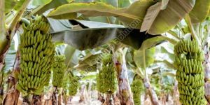 Banana Tissue Cultured Plants 10cavities