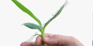 G9 Banana Plants Netpot