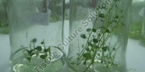 Potato Tissue Culture Plant