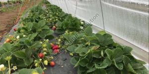 Strawberry Runner Plant