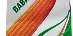 Baba 55 Hybrid Maize Seeds
