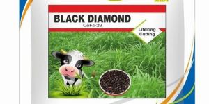 CoFs-29 Black Diamond Grass Seeds