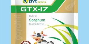 GTX-I7 Hybrid Sorghum Sudan Grass Seeds