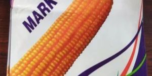 Mark 66 Hybrid Maize Seeds
