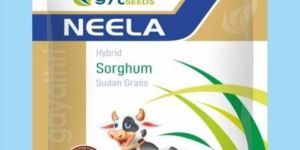 Neela Hybrid Sorghum Sudan Grass Seeds