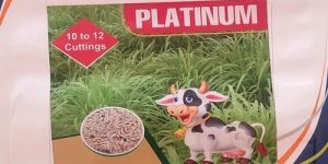 Platinum Gayathri Paddy Seeds