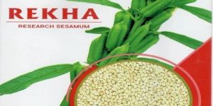 Rekha Research Sesame Seeds