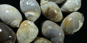 Yellow Snail Fossil Druzy Agate Gemstone