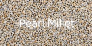 Organic Pearl Millet