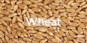 Organic Wheat
