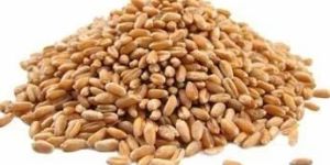 Wheat Seeds