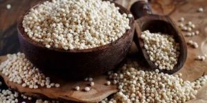 White Sorghum