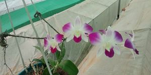 Orchid Plant