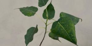 Peepal Plant