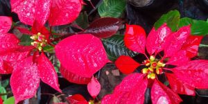 Poinsettia Plant