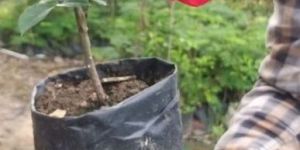 Sachdev Pusta Rose Plant