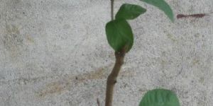 Taiwan Pink Guava Plant