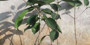 Thai Black Jamun Plant