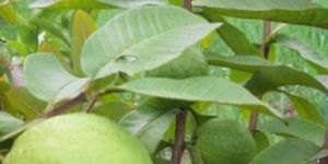 Tissue Culture Guava Plant