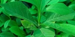 Tissue Culture Teak Plant