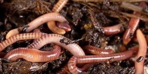 Earthworm Vermicompost