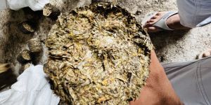 Mustard Husk Briquette