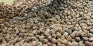 Non Dehusked Coconuts