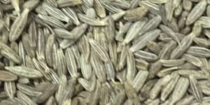 Cumin (Jeera)