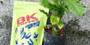 Bik Coffee Pure Robusta Coffee