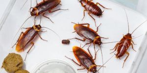 Cockroaches Pest Control Services