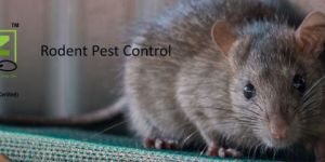 Rodent Control