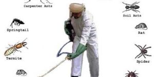 Termite Pest Control Service