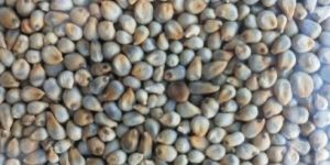 Pearl Millet
