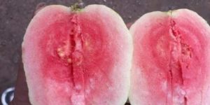 Red Diamond Guava Plant