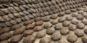 Dried Cow Dung Cakes