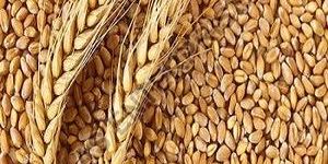 Organic Wheat Seeds